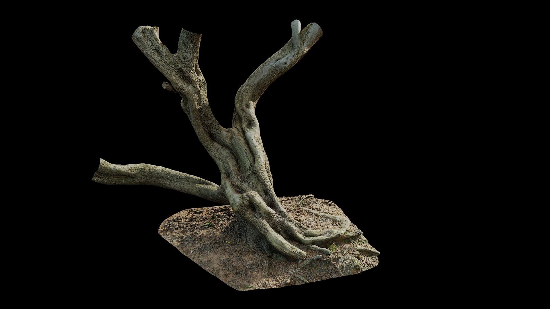 Anydrafts Olea europaea Trunk 08 Low-poly 3D model_2