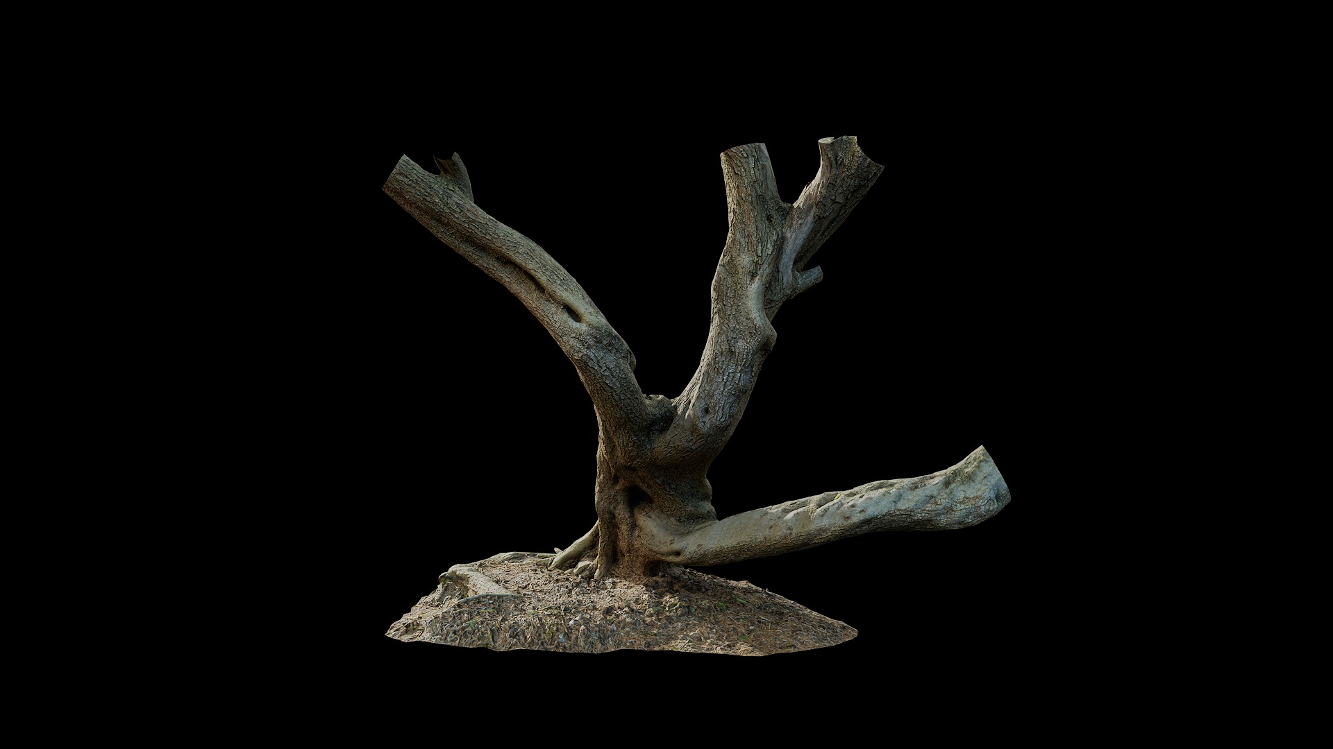 Anydrafts Olea europaea Trunk 08 Low-poly 3D model_7