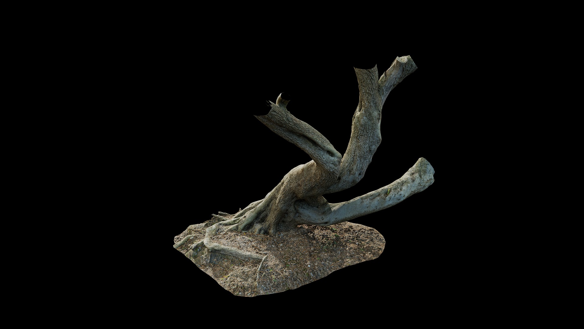 Anydrafts Olea europaea Trunk 08 Low-poly 3D model_5