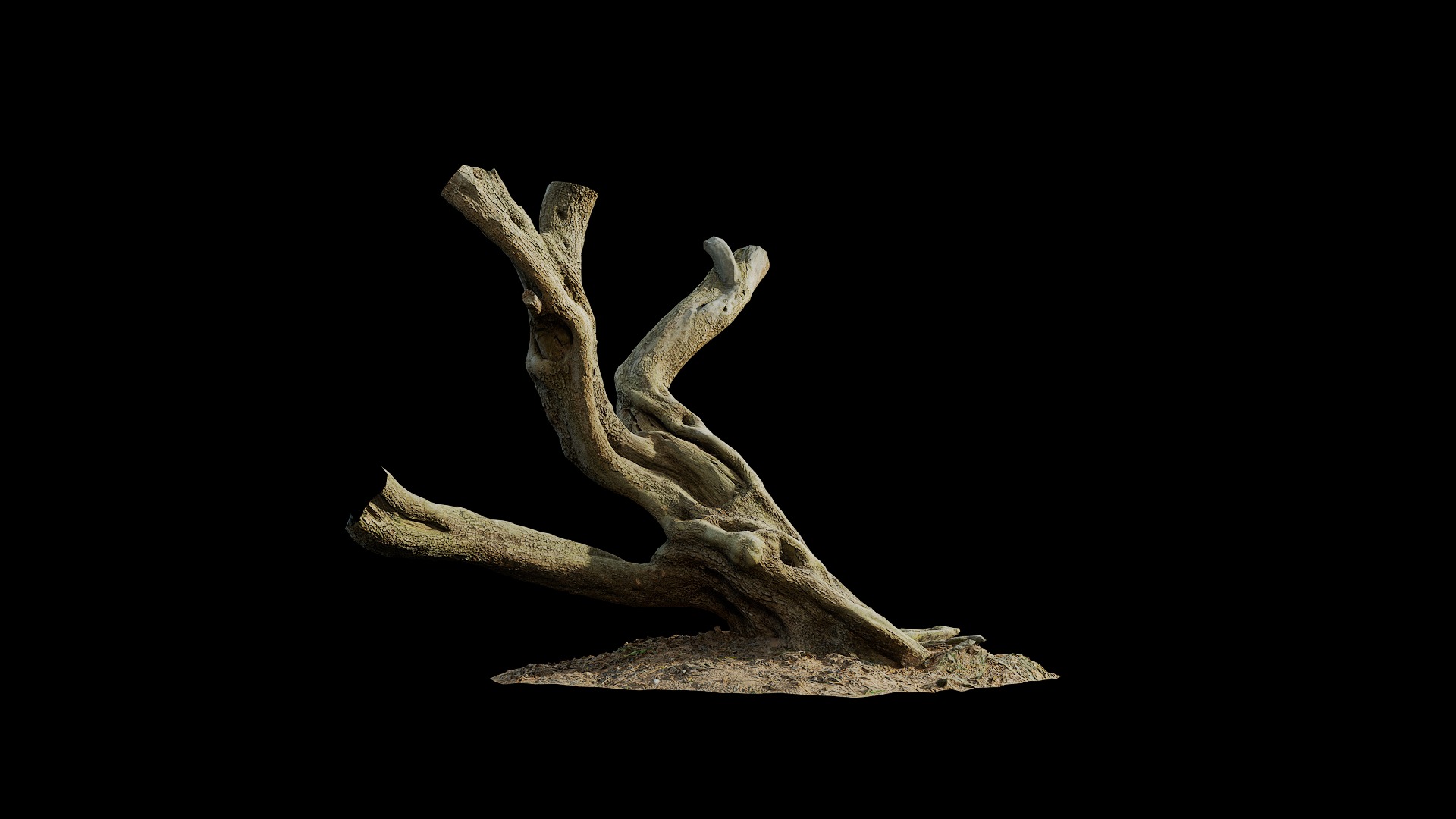 Anydrafts Olea europaea Trunk 08 Low-poly 3D model_8