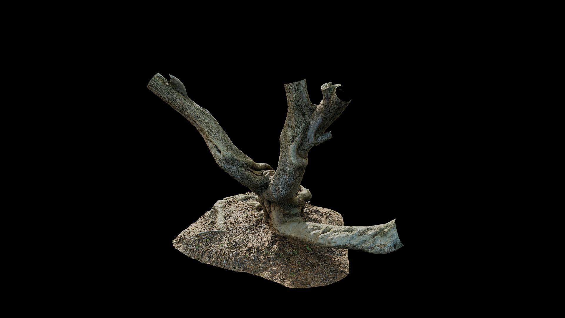 Anydrafts Olea europaea Trunk 08 Low-poly 3D model_6