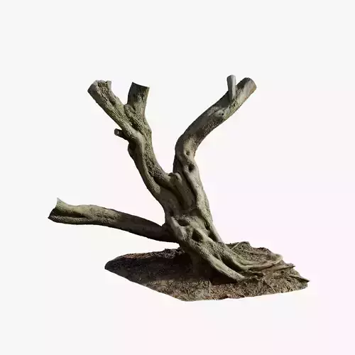 Anydrafts Olea europaea Trunk 08