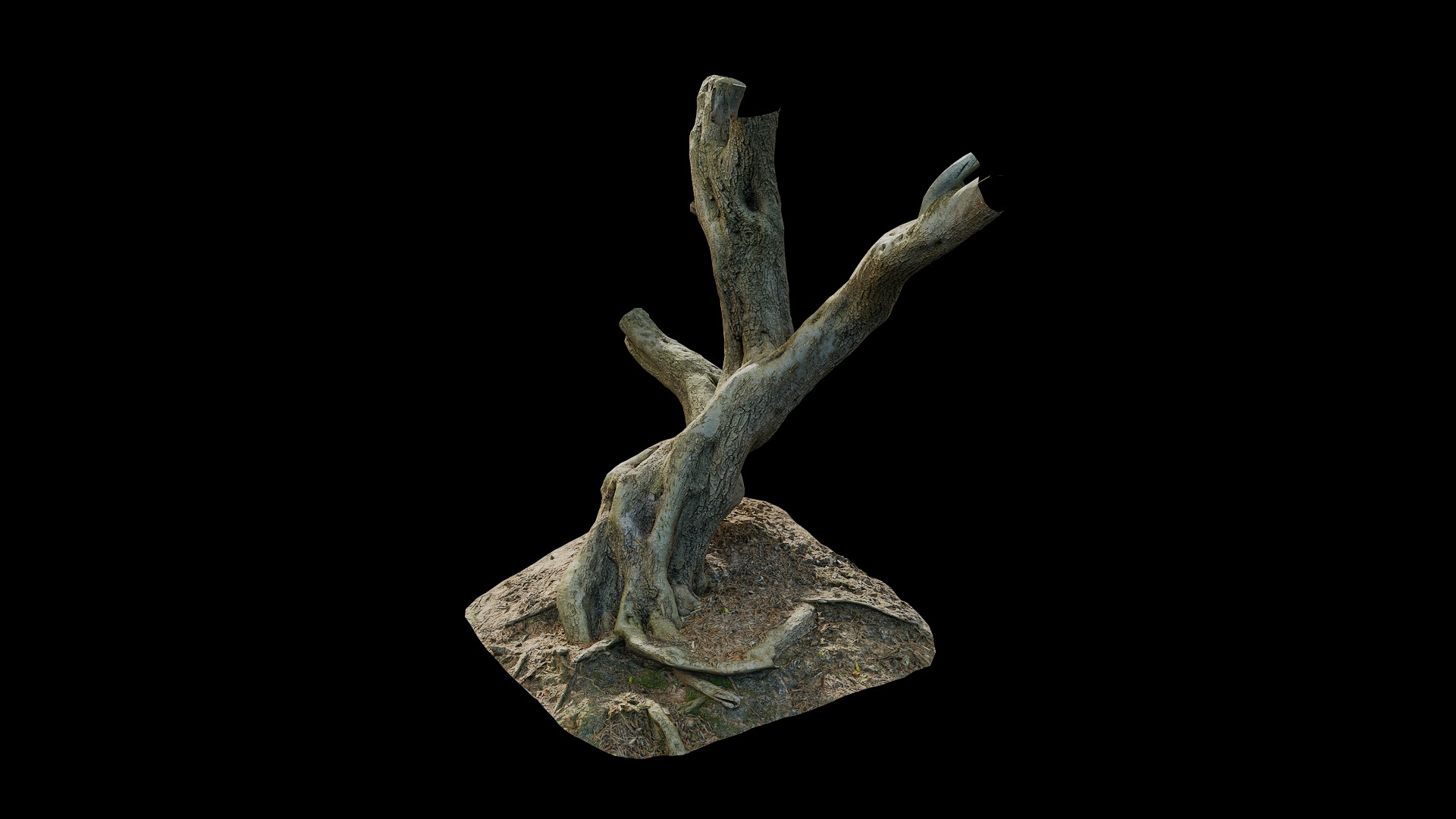 Anydrafts Olea europaea Trunk 08 Low-poly 3D model_4