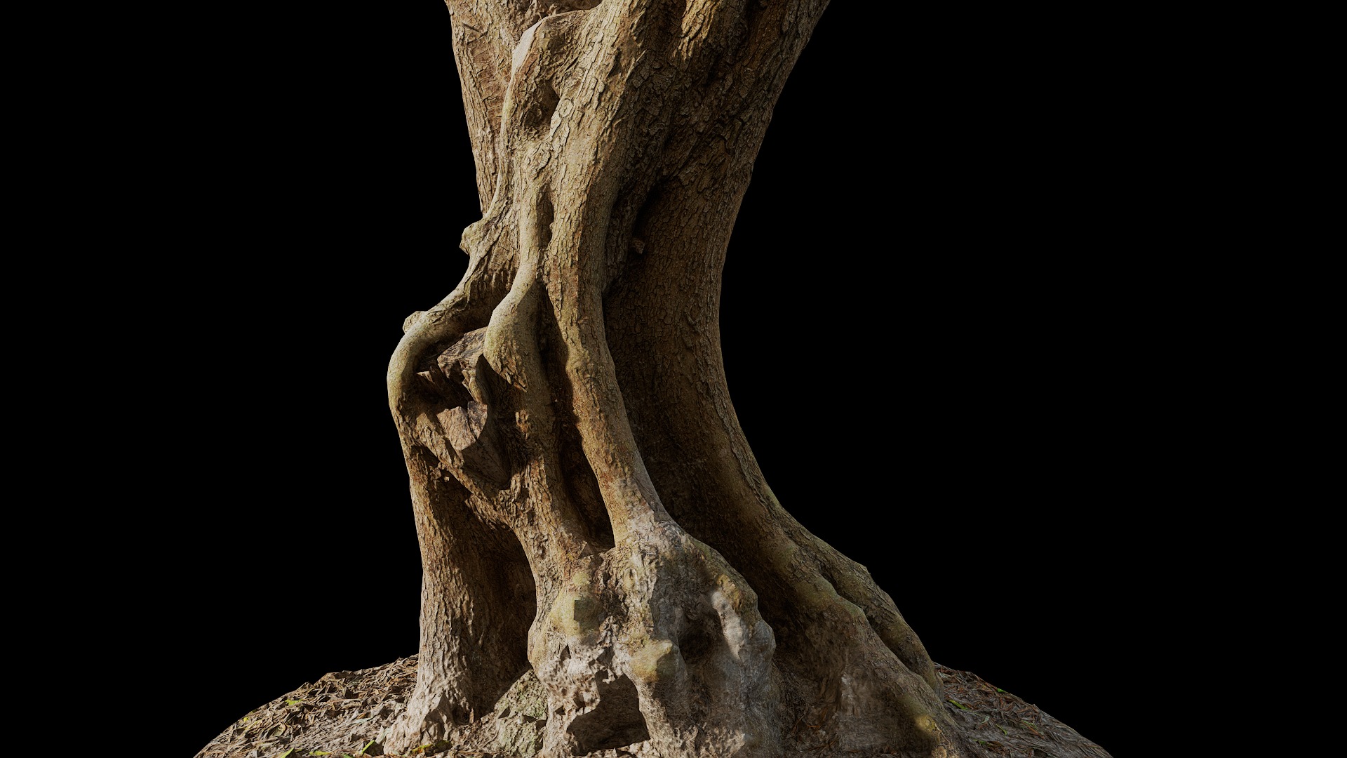 Anydrafts Olea europaea Trunk 09 Low-poly 3D model_7