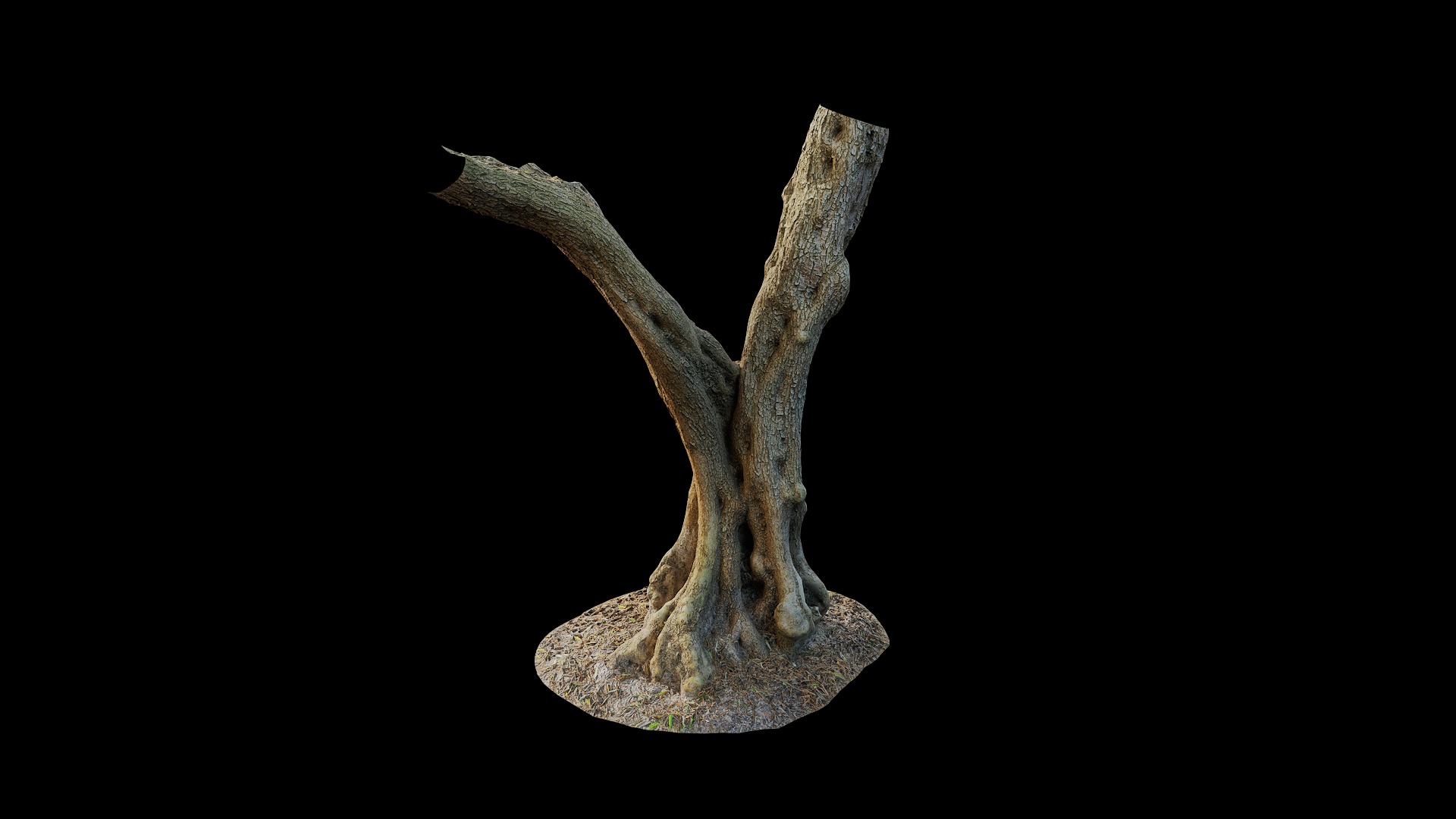 Anydrafts Olea europaea Trunk 09 Low-poly 3D model_5