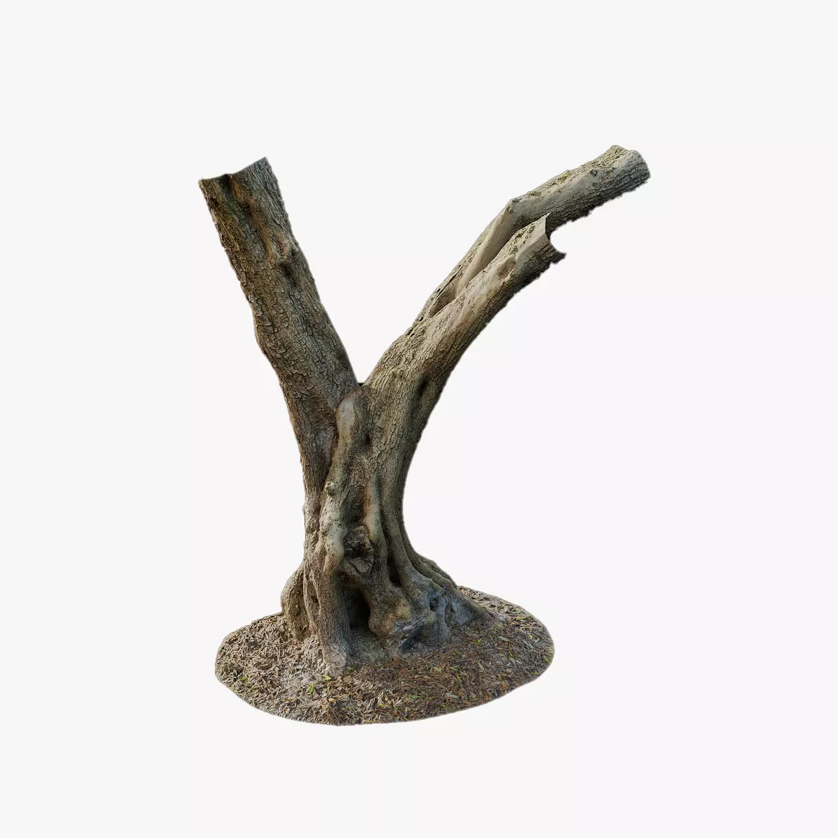 Anydrafts Olea europaea Trunk 09 Low-poly 3D model_0