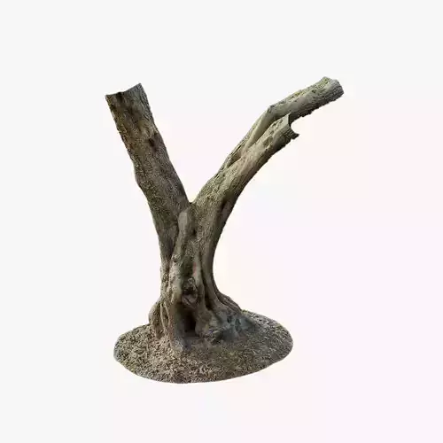 Anydrafts Olea europaea Trunk 09