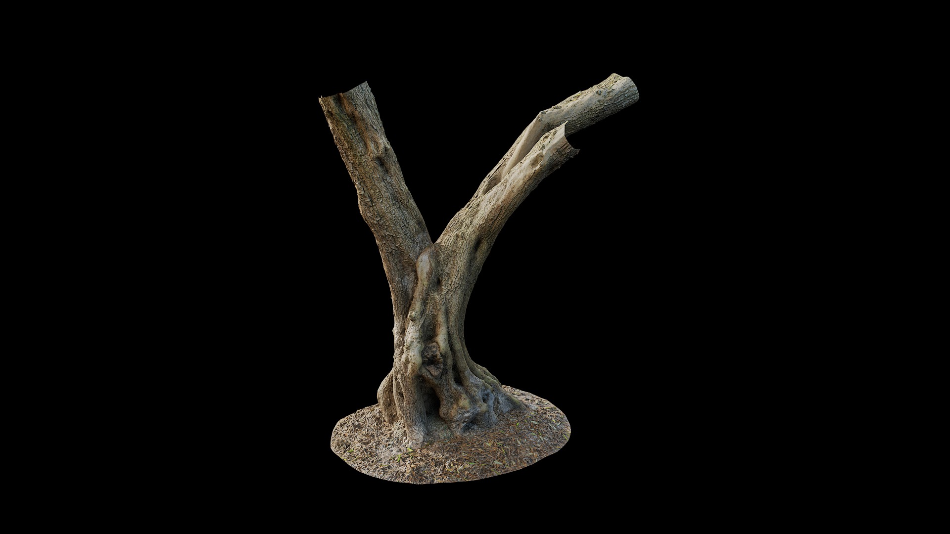 Anydrafts Olea europaea Trunk 09 Low-poly 3D model_2