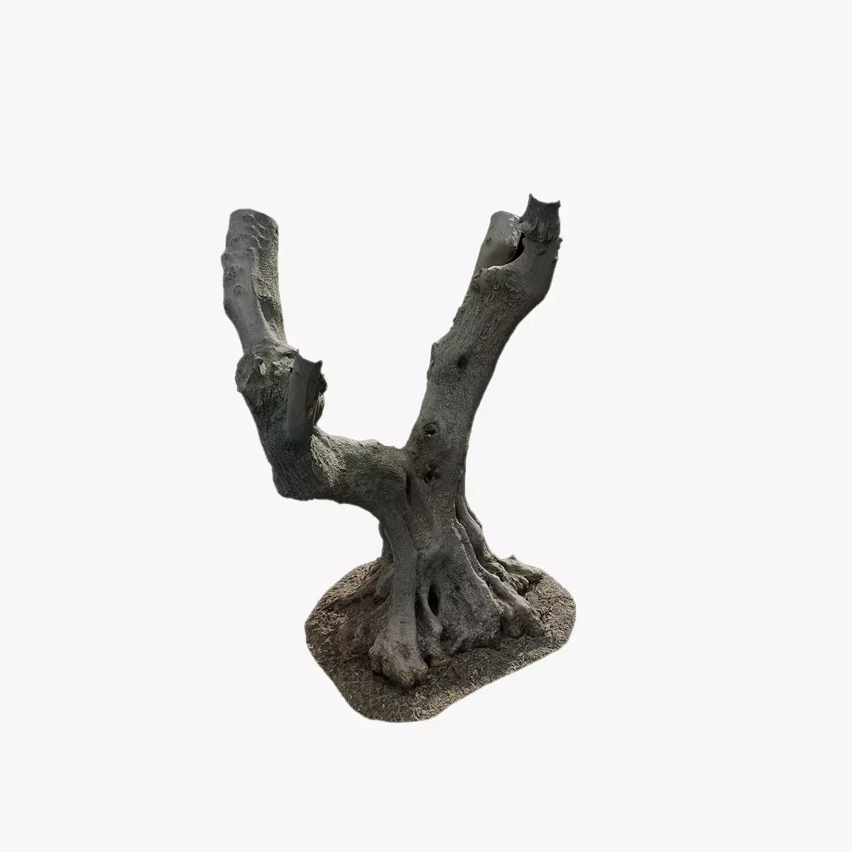 Anydrafts Olea europaea Trunk 11 Low-poly 3D model_0