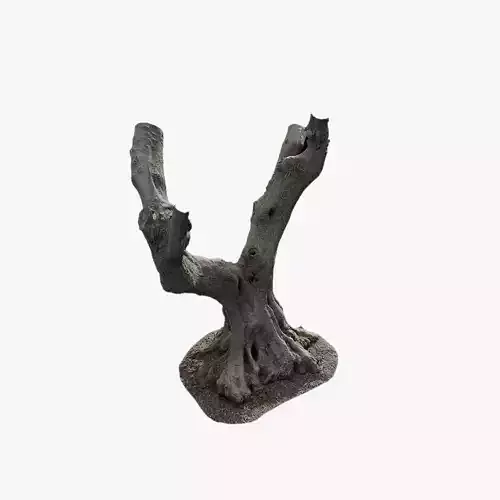 Anydrafts Olea europaea Trunk 11