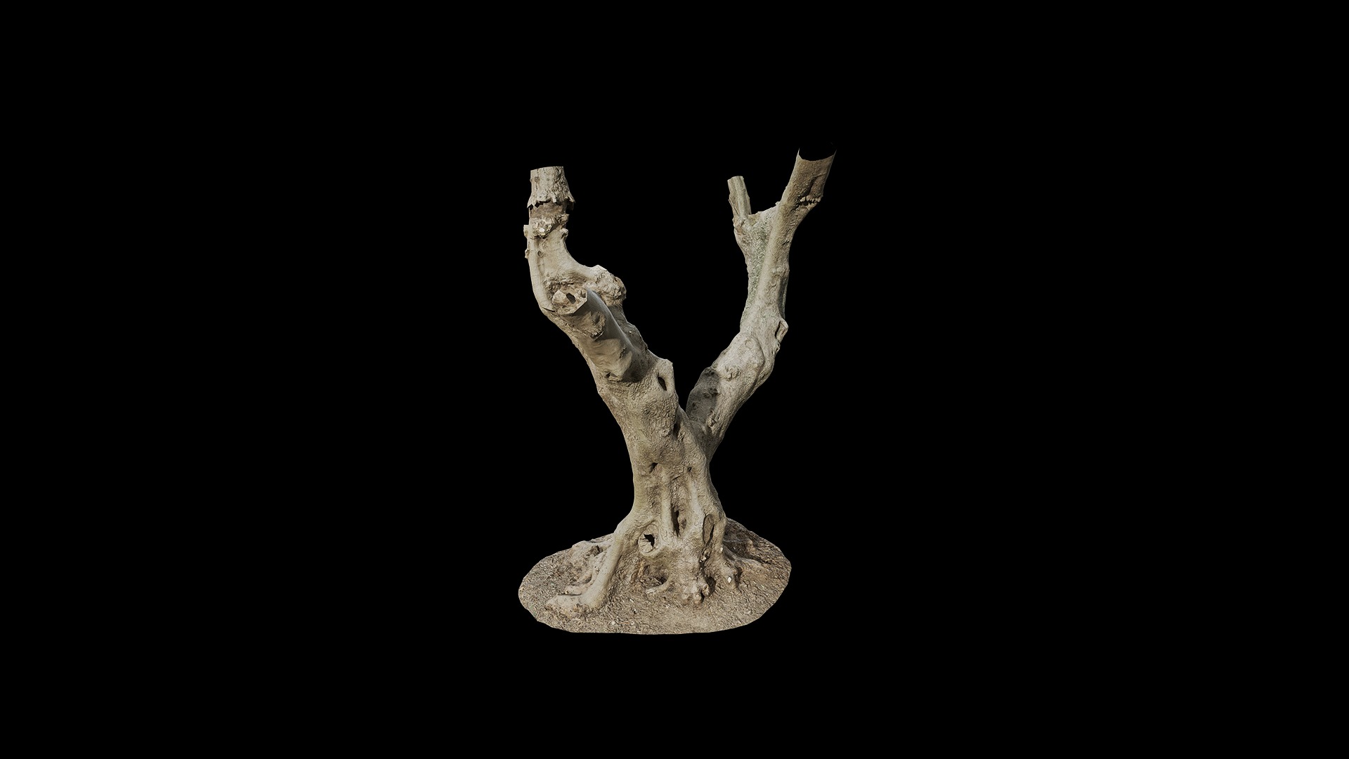 Anydrafts Olea europaea Trunk 11 Low-poly 3D model_7