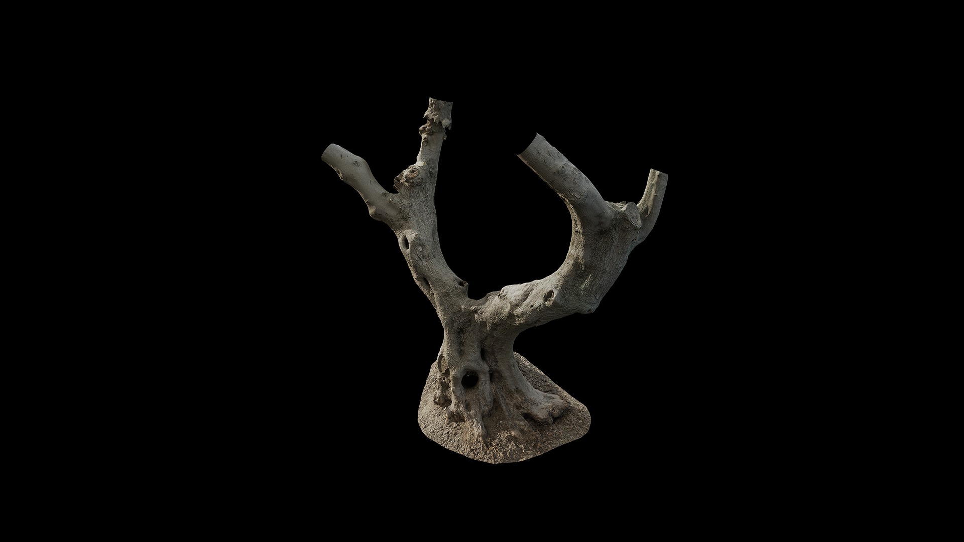 Anydrafts Olea europaea Trunk 11 Low-poly 3D model_6