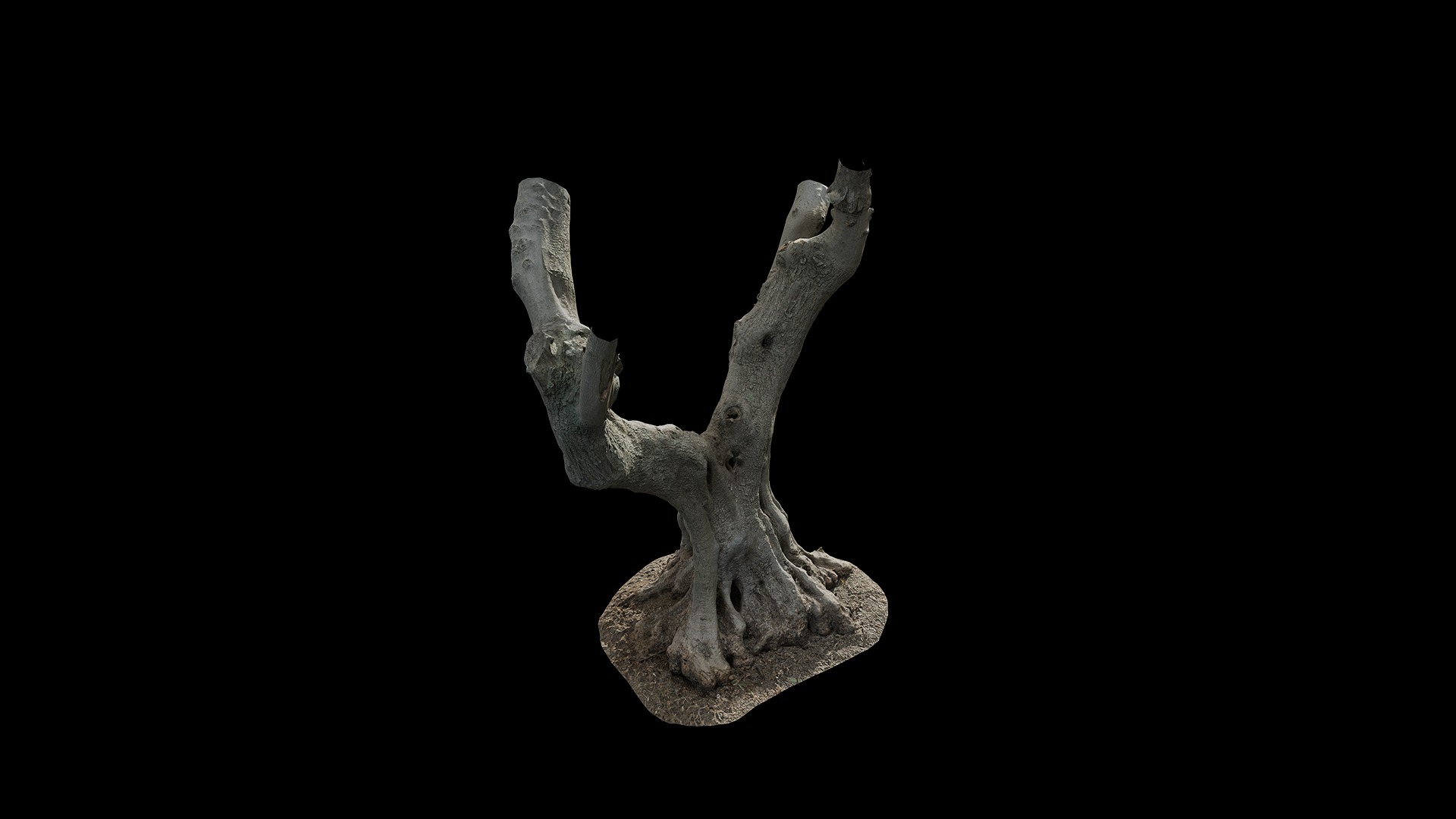 Anydrafts Olea europaea Trunk 11 Low-poly 3D model_2