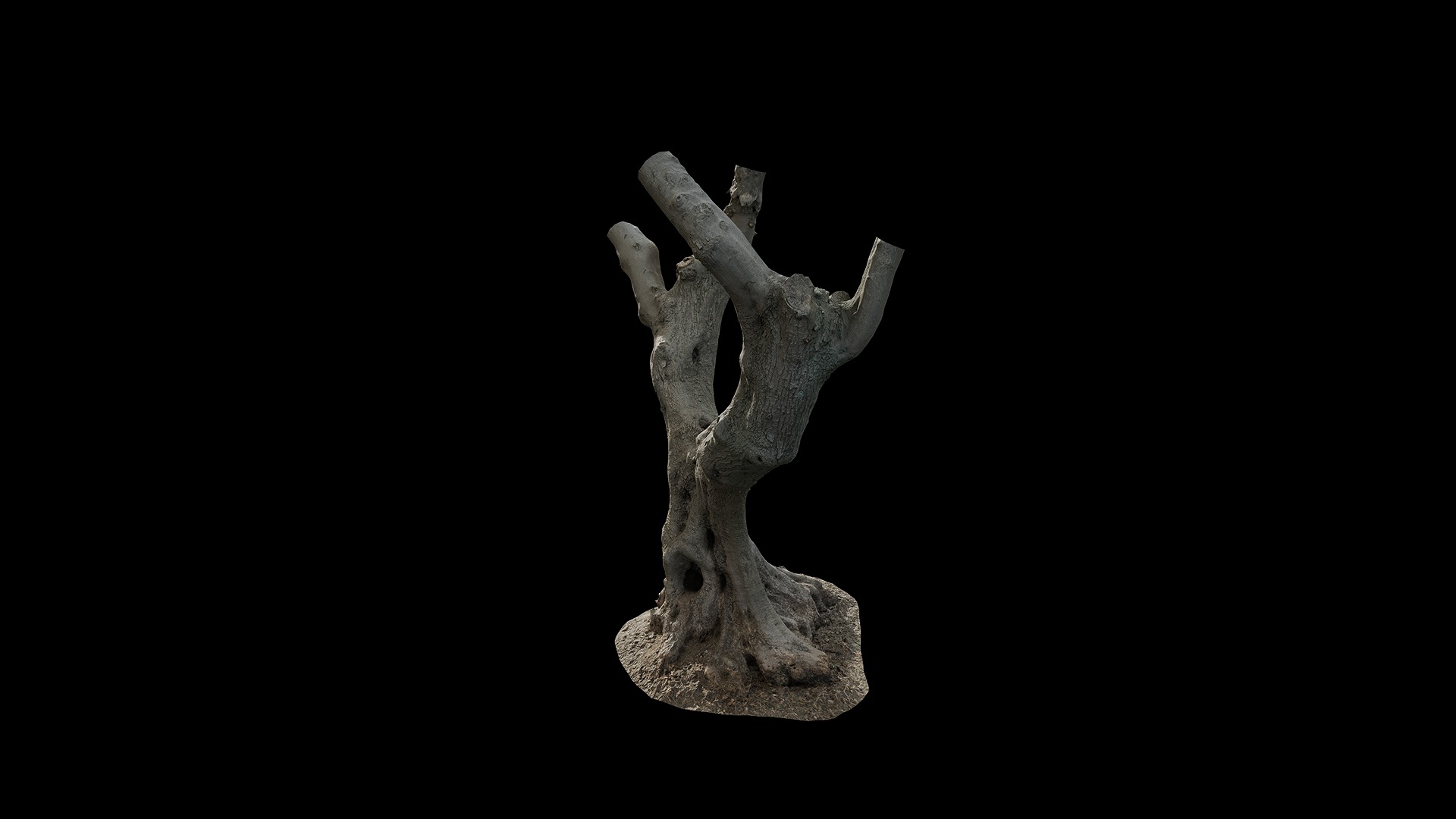 Anydrafts Olea europaea Trunk 11 Low-poly 3D model_5