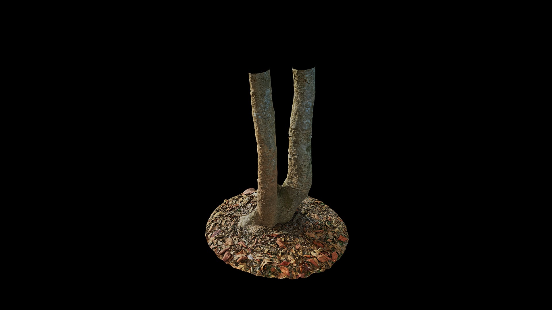 Anydrafts Oroxylum indicum Trunk 01 Low-poly 3D model_2
