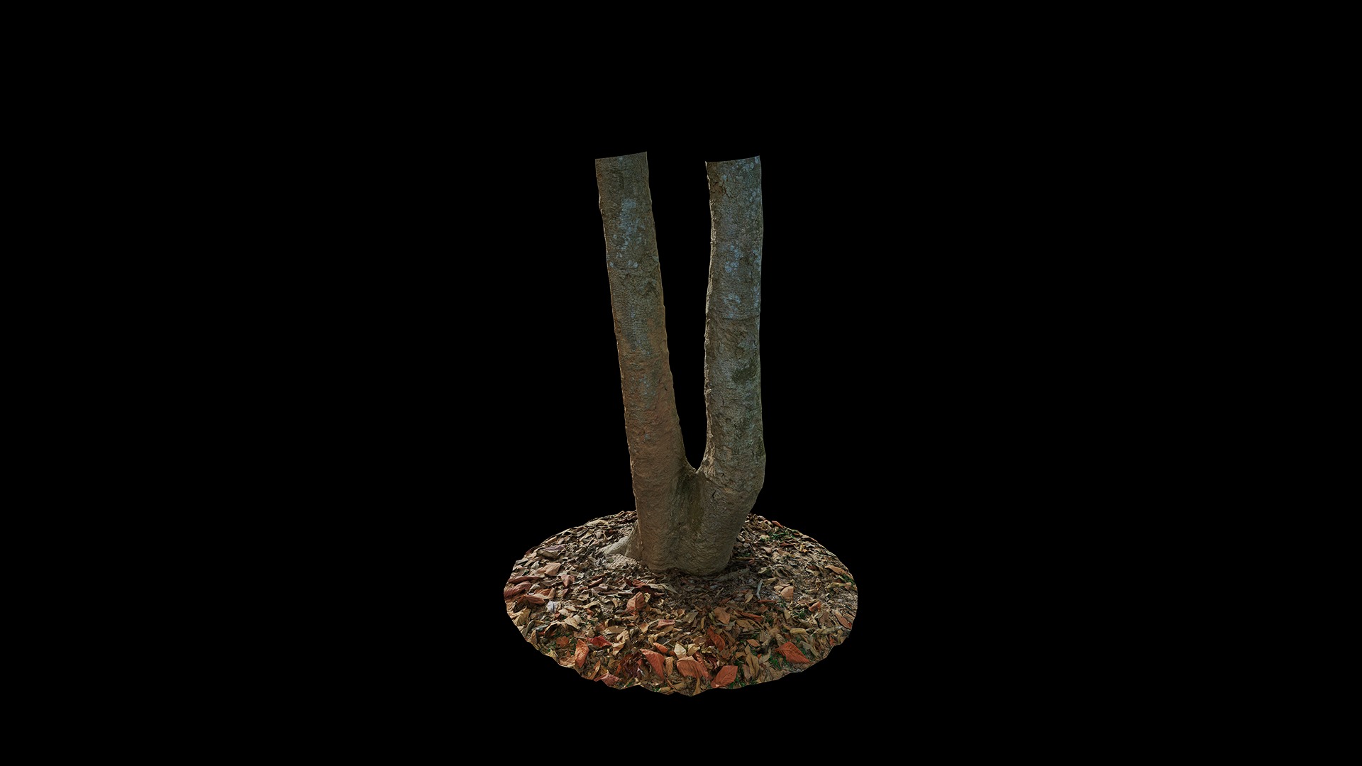 Anydrafts Oroxylum indicum Trunk 01 Low-poly 3D model_5
