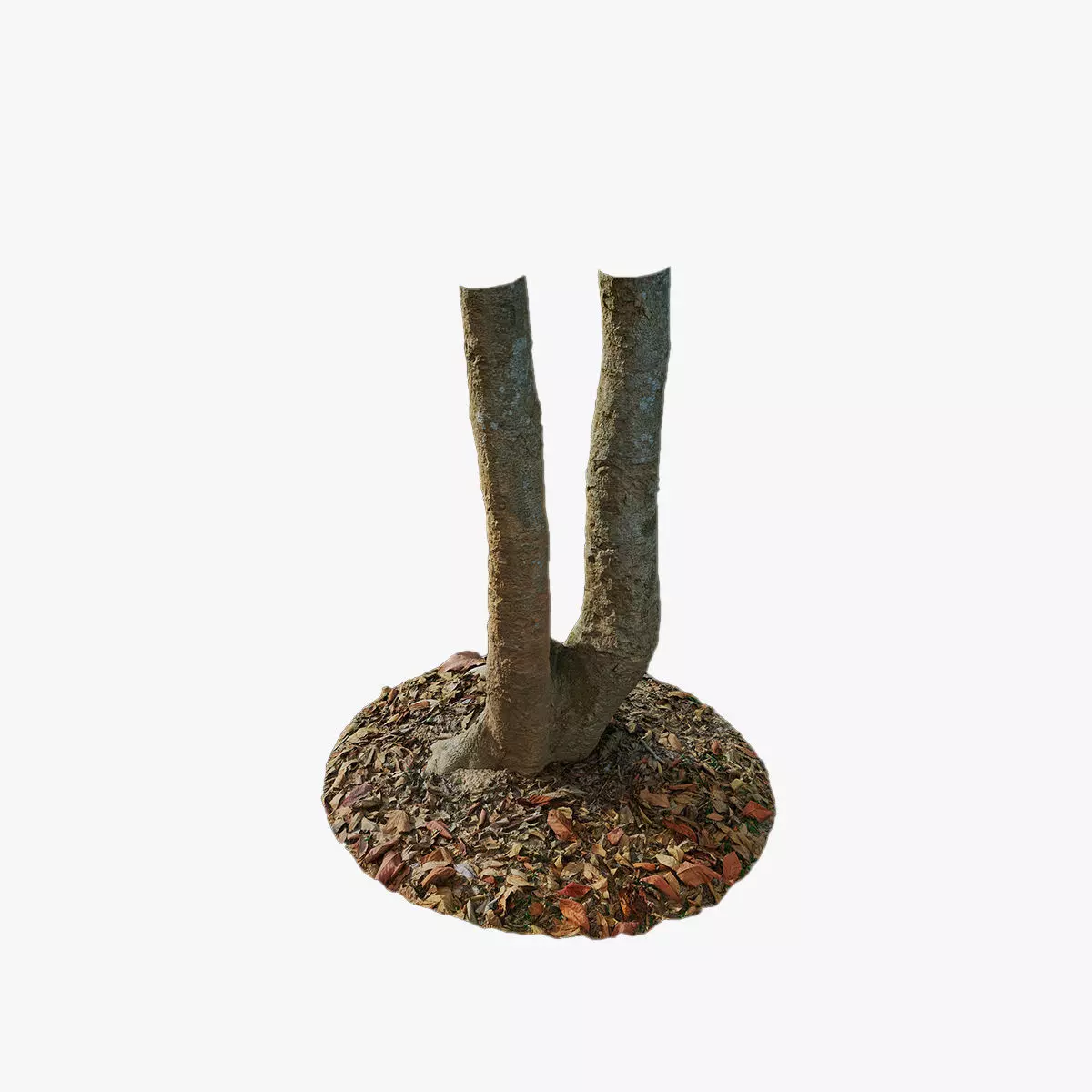 Anydrafts Oroxylum indicum Trunk 01 Low-poly 3D model_0