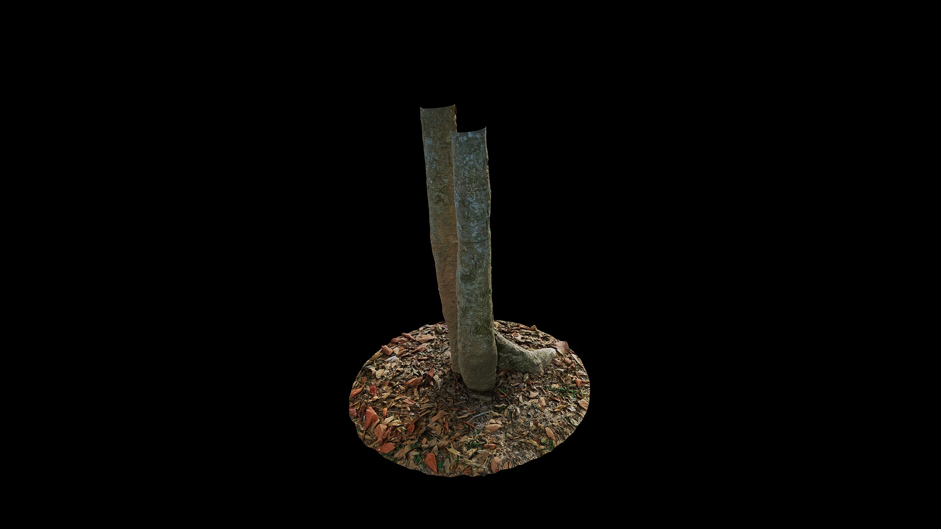 Anydrafts Oroxylum indicum Trunk 01 Low-poly 3D model_6