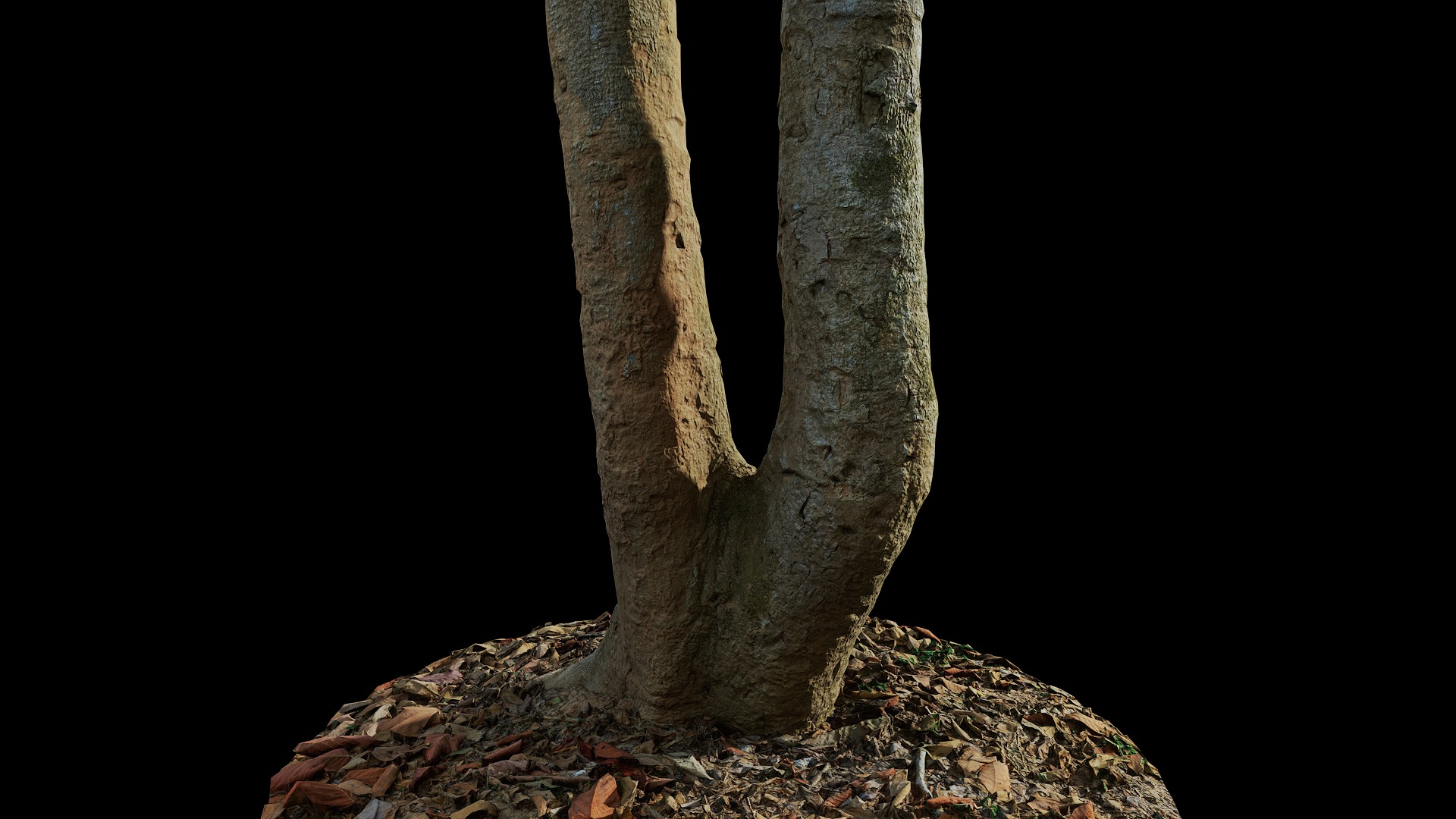 Anydrafts Oroxylum indicum Trunk 01 Low-poly 3D model_7