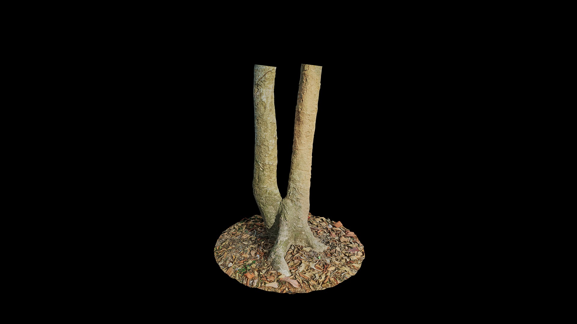 Anydrafts Oroxylum indicum Trunk 01 Low-poly 3D model_4