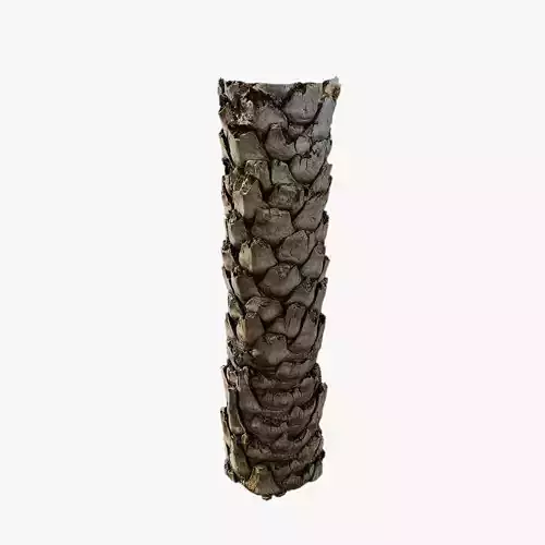 Anydrafts Phoenix canariensis Trunk 08