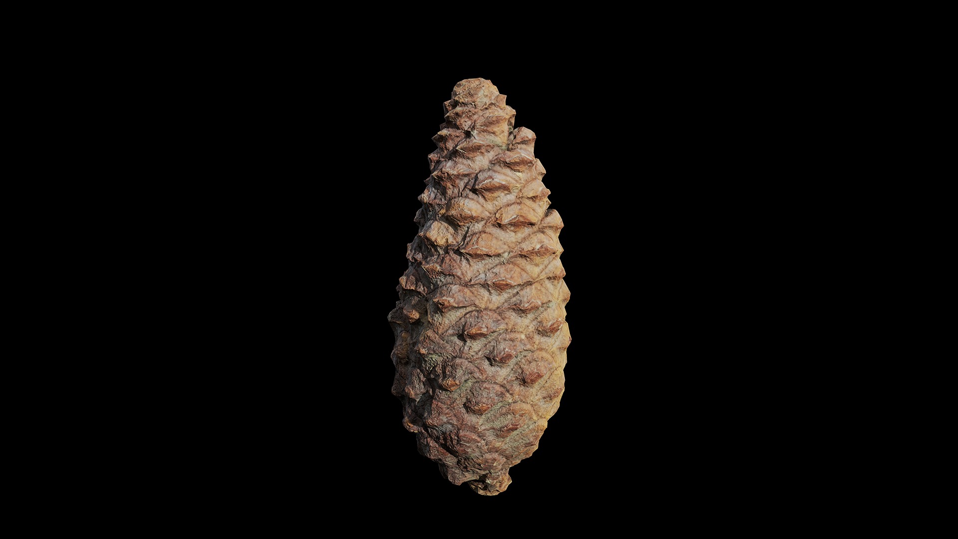 Anydrafts Pine cone 09 Low-poly 3D model_4