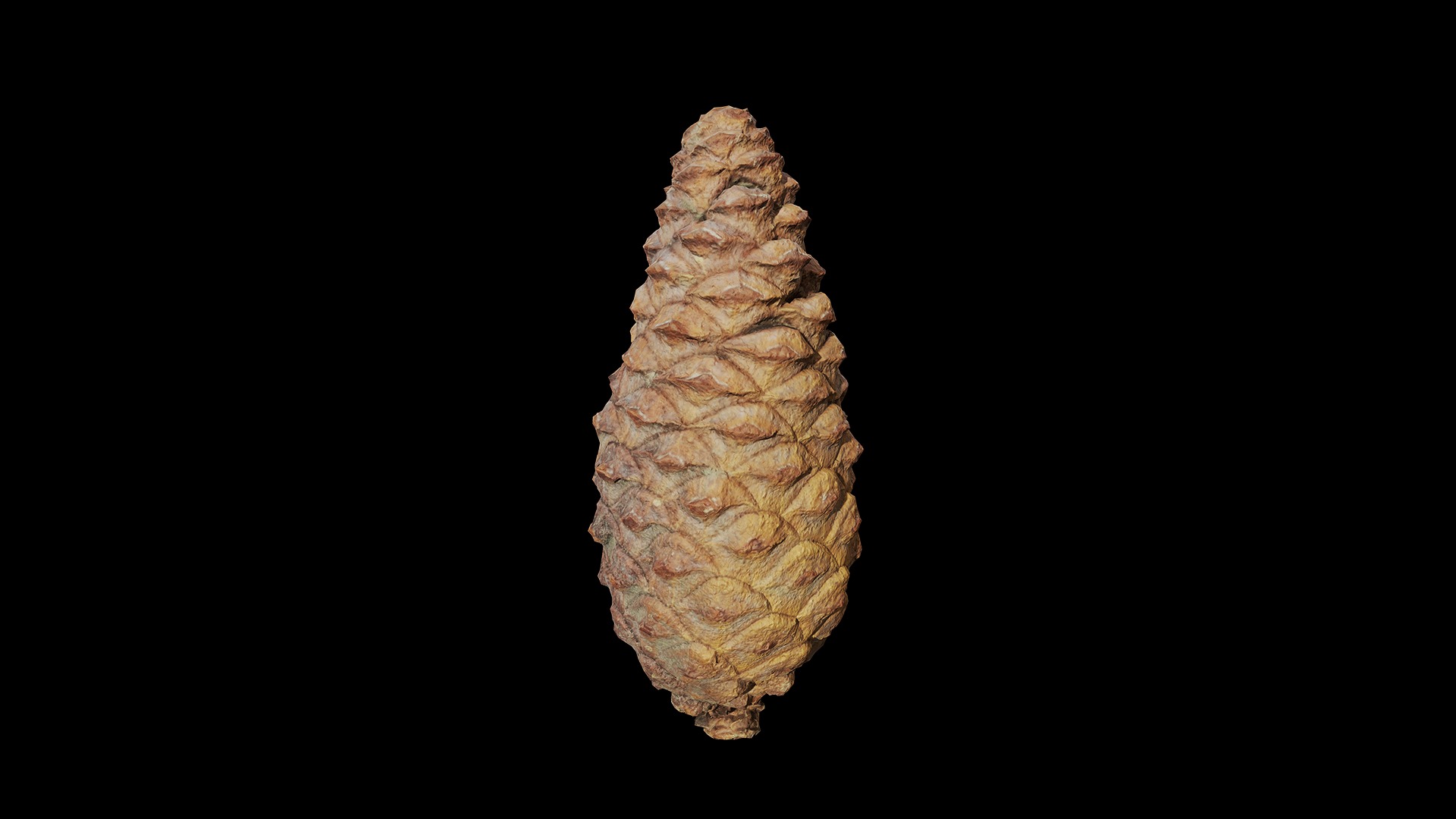 Anydrafts Pine cone 09 Low-poly 3D model_6