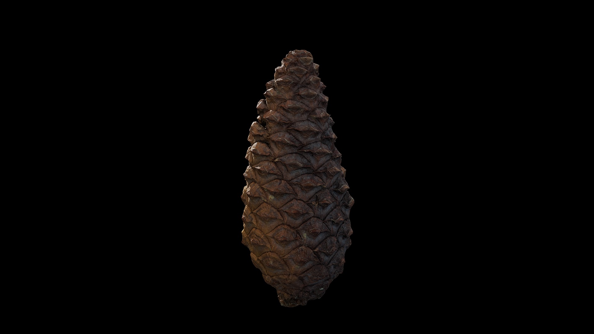 Anydrafts Pine cone 09 Low-poly 3D model_2