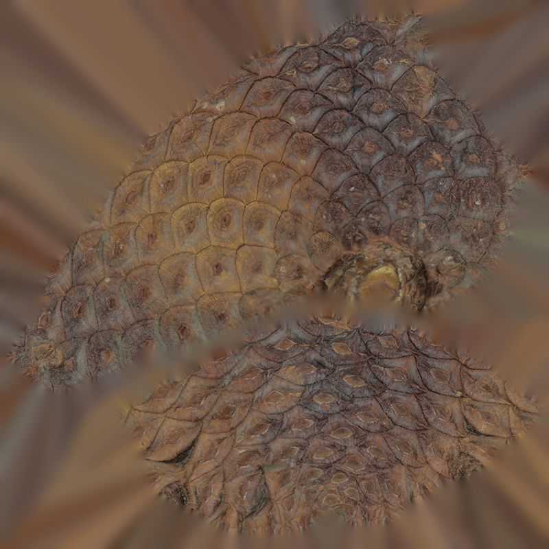 Anydrafts Pine cone 09 Low-poly 3D model_1