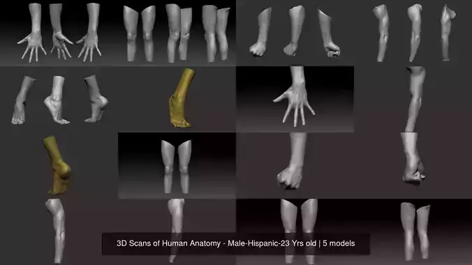 3D Scans of Human Anatomy - Male-Hispanic-23 Yrs old 3D Model Collection
