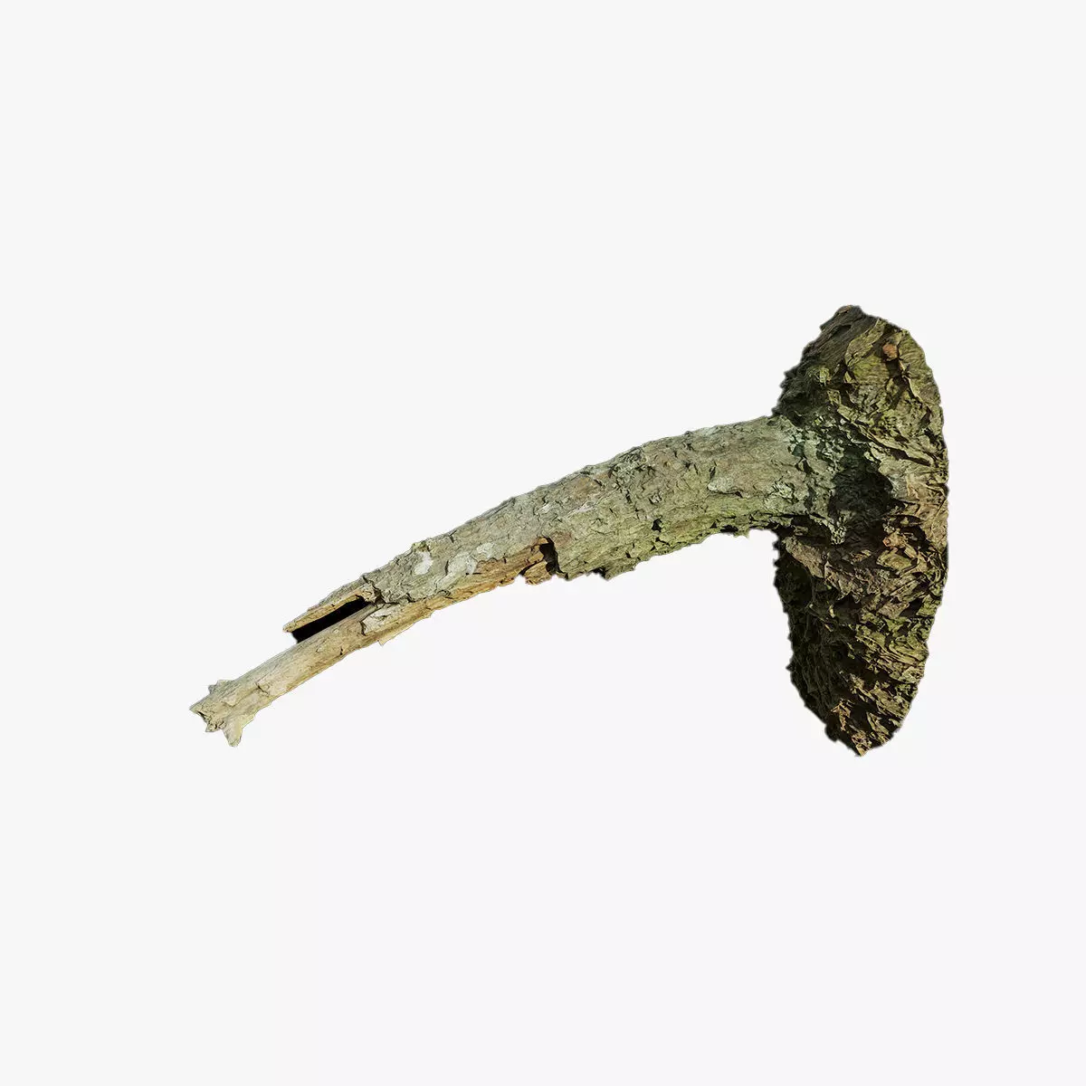 Anydrafts Pinus Branch 16 Low-poly 3D model