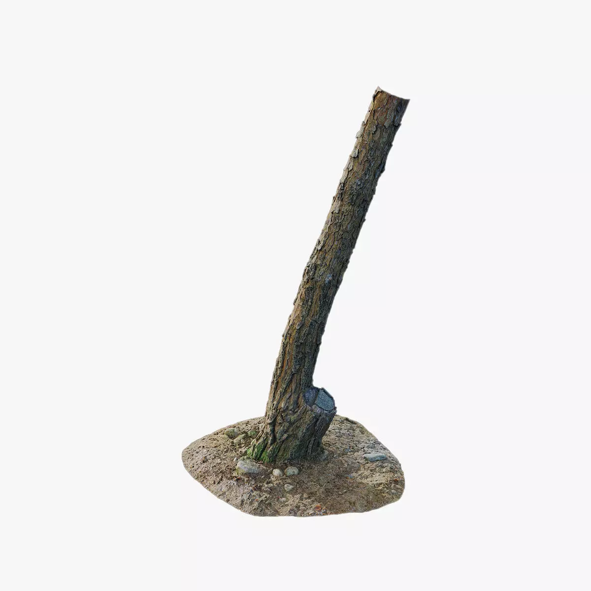 Anydrafts Pinus Trunk 15 Low-poly 3D model