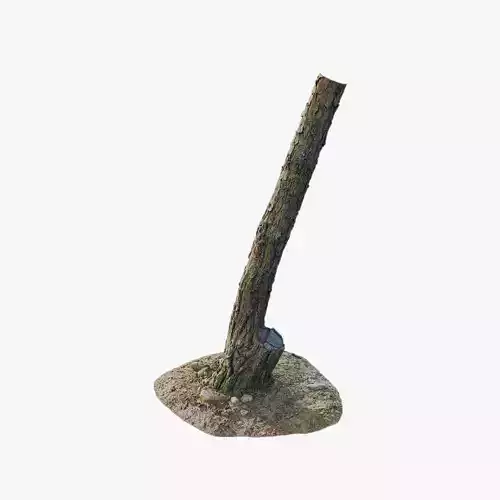 Anydrafts Pinus Trunk 15