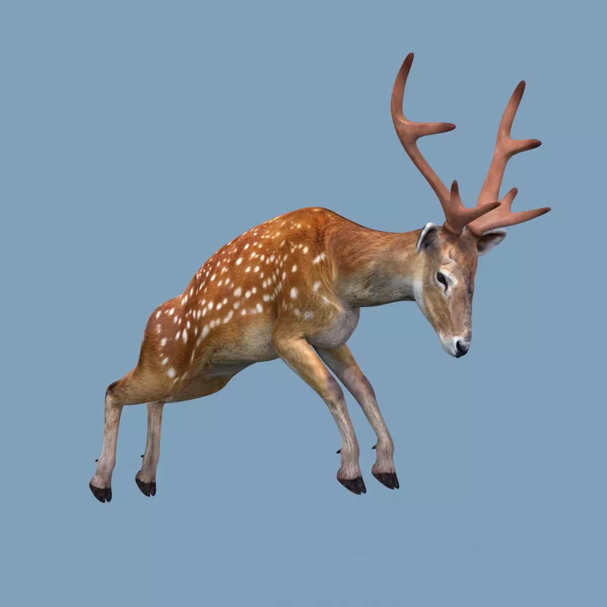 Pro Deer 8K - 3d animated 3D model