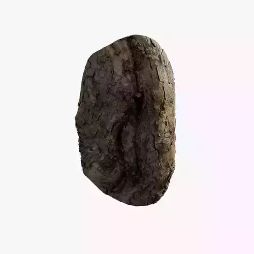 Anydrafts Platanus orientalis Burl 02