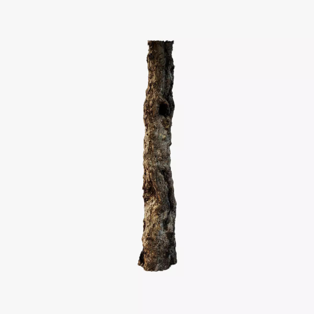 Anydrafts Platanus orientalis Trunk 02 Low-poly 3D model_0
