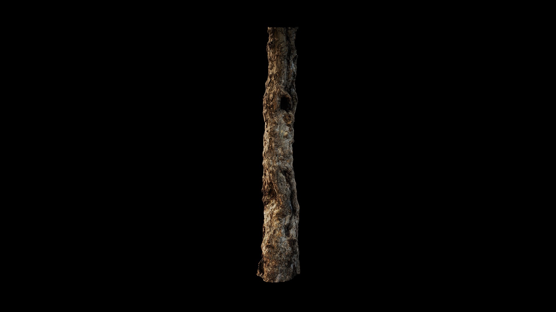 Anydrafts Platanus orientalis Trunk 02 Low-poly 3D model_2