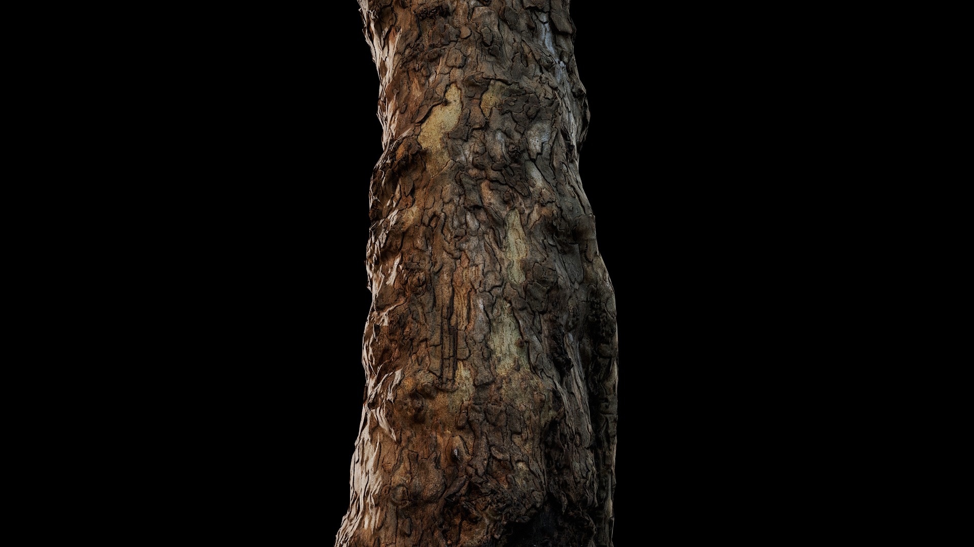 Anydrafts Platanus orientalis Trunk 02 Low-poly 3D model_7