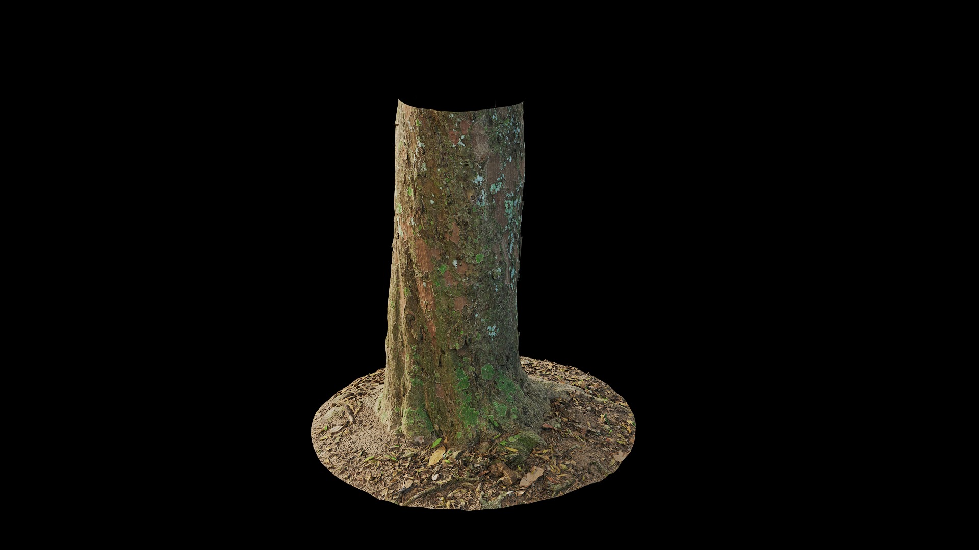 Anydrafts Podocarpus nagi Trunk 01 Low-poly 3D model_4