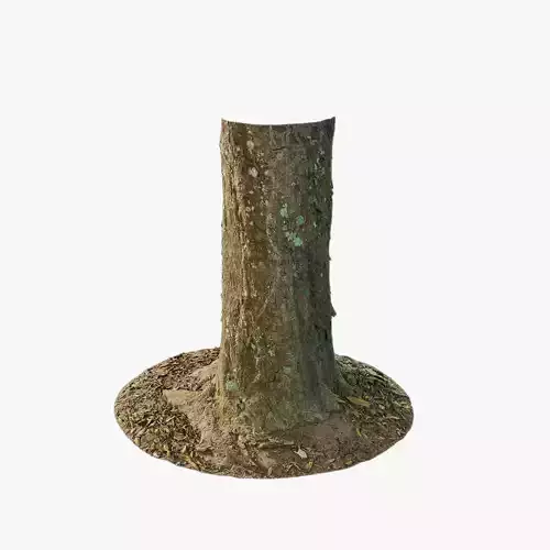 Anydrafts Podocarpus nagi Trunk 01