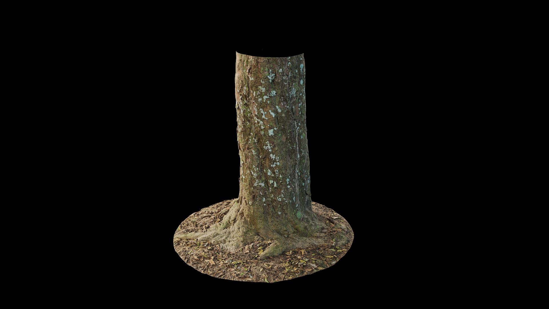 Anydrafts Podocarpus nagi Trunk 01 Low-poly 3D model_6