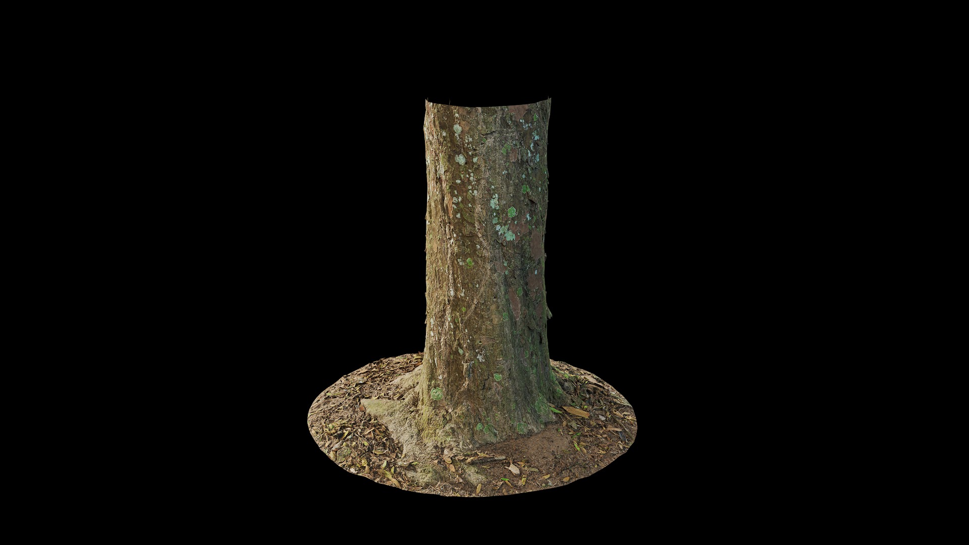 Anydrafts Podocarpus nagi Trunk 01 Low-poly 3D model_2