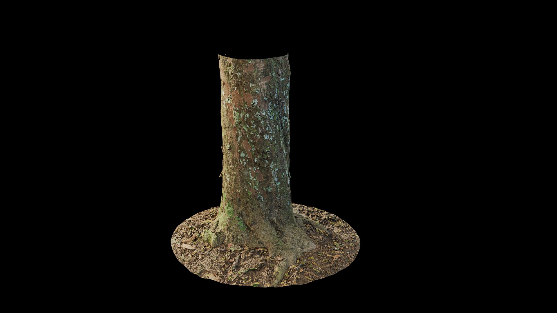 Anydrafts Podocarpus nagi Trunk 01 Low-poly 3D model_5