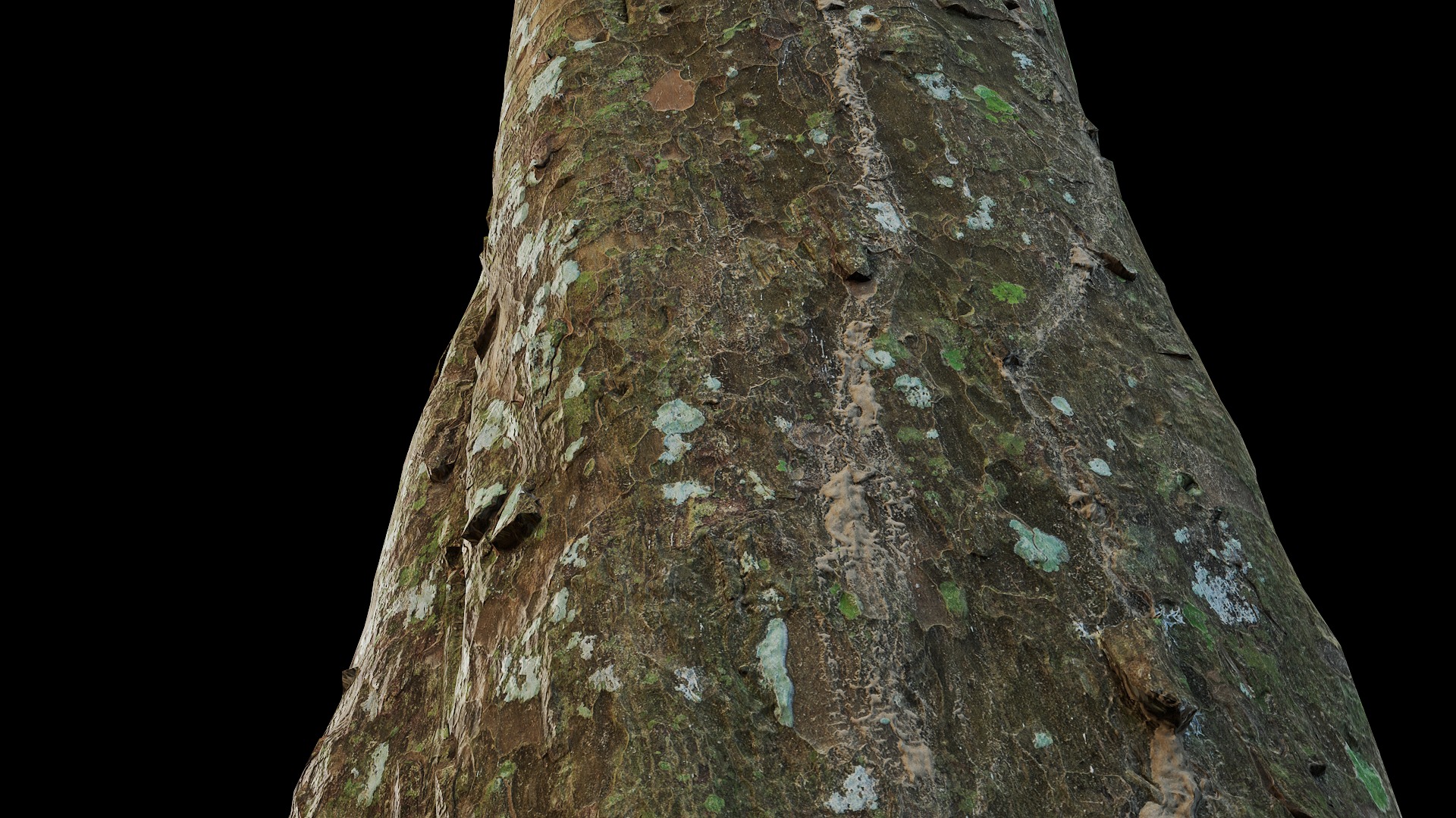 Anydrafts Podocarpus nagi Trunk 01 Low-poly 3D model_7