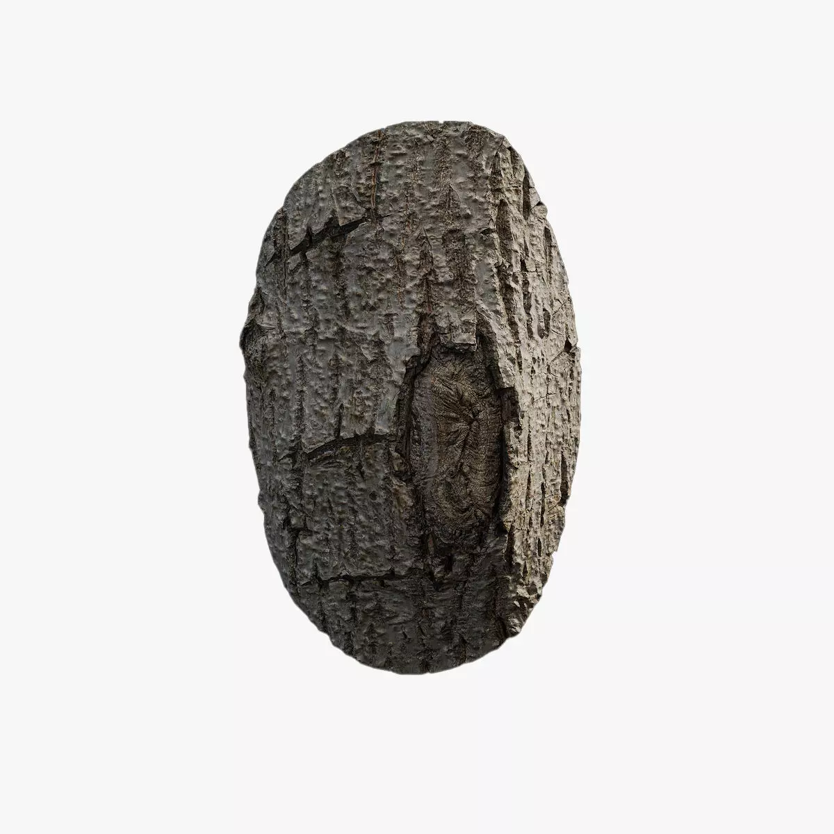 Anydrafts Populus x canadensis Burl 01 Low-poly 3D model_0