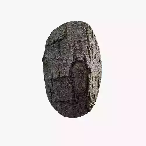 Anydrafts Populus x canadensis Burl 01