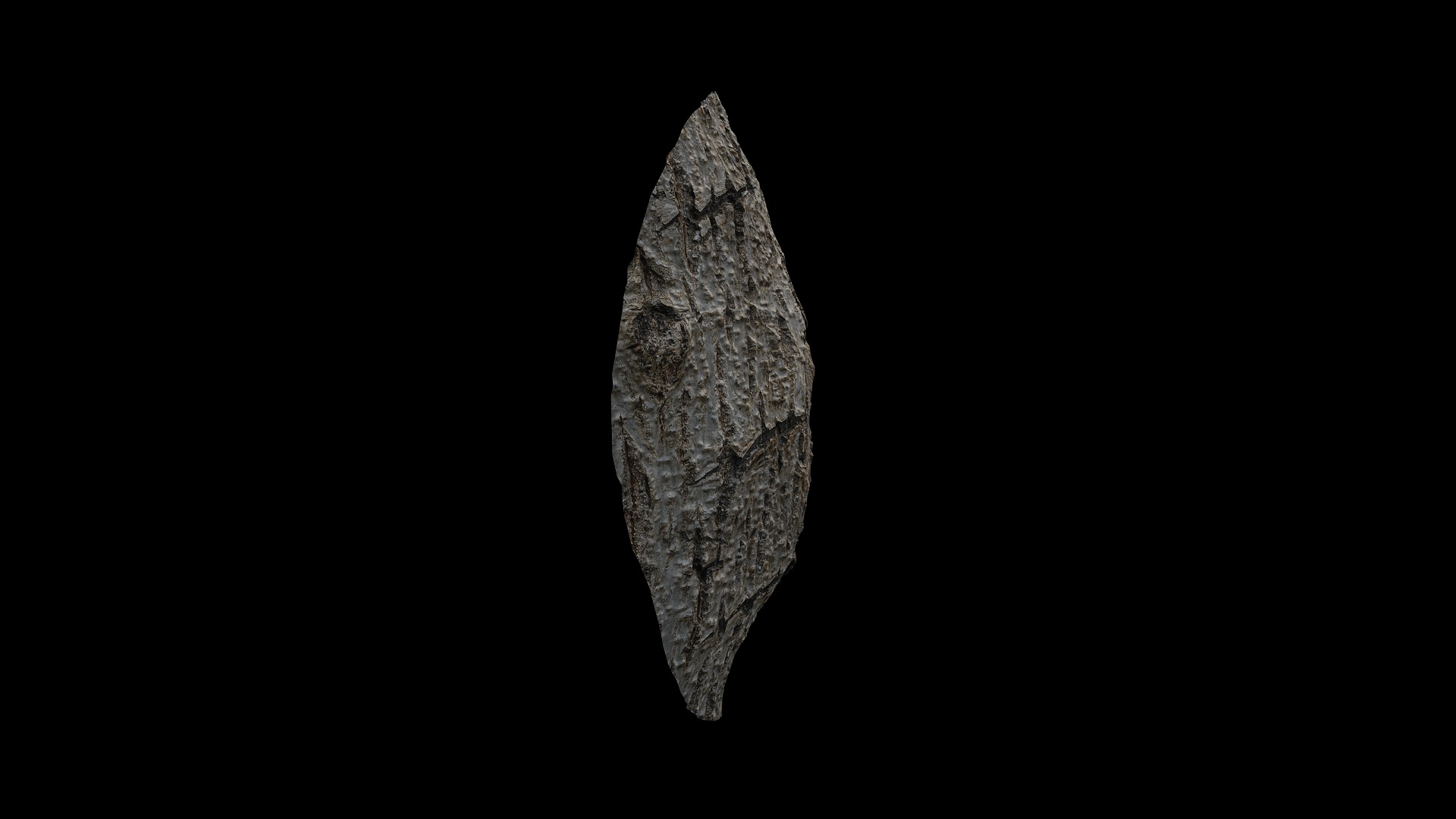 Anydrafts Populus x canadensis Burl 01 Low-poly 3D model_7