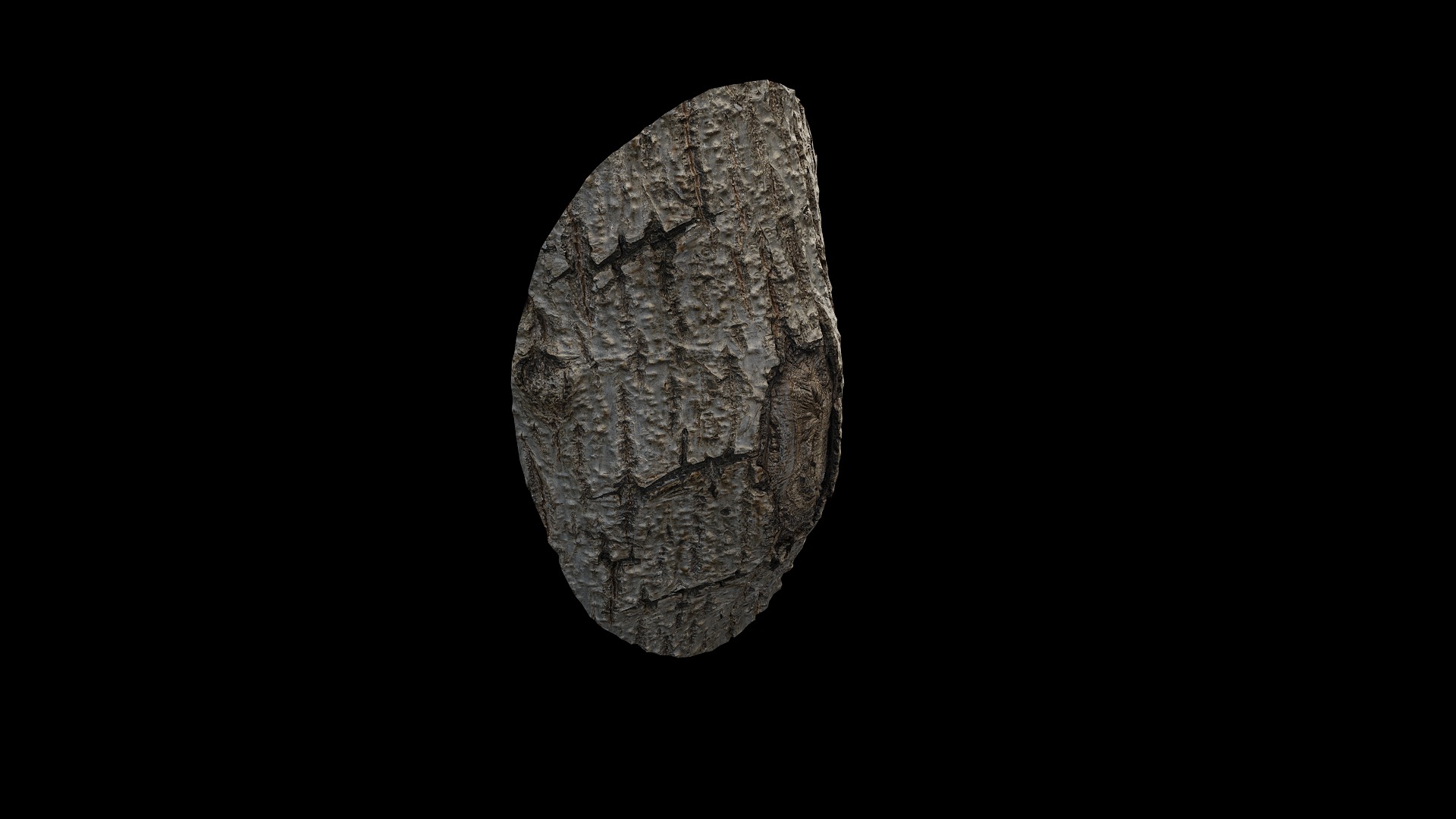 Anydrafts Populus x canadensis Burl 01 Low-poly 3D model_8