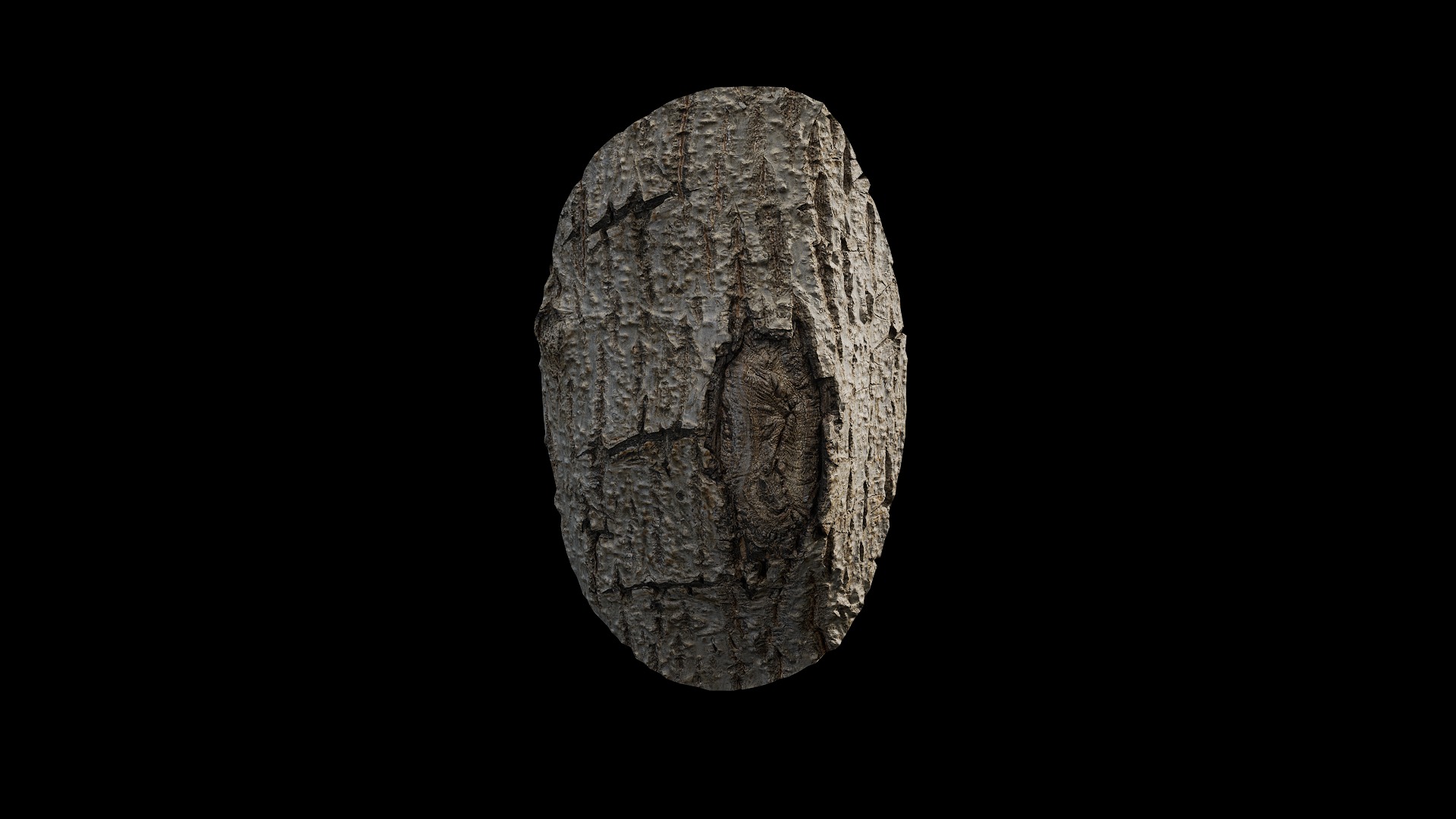 Anydrafts Populus x canadensis Burl 01 Low-poly 3D model_2