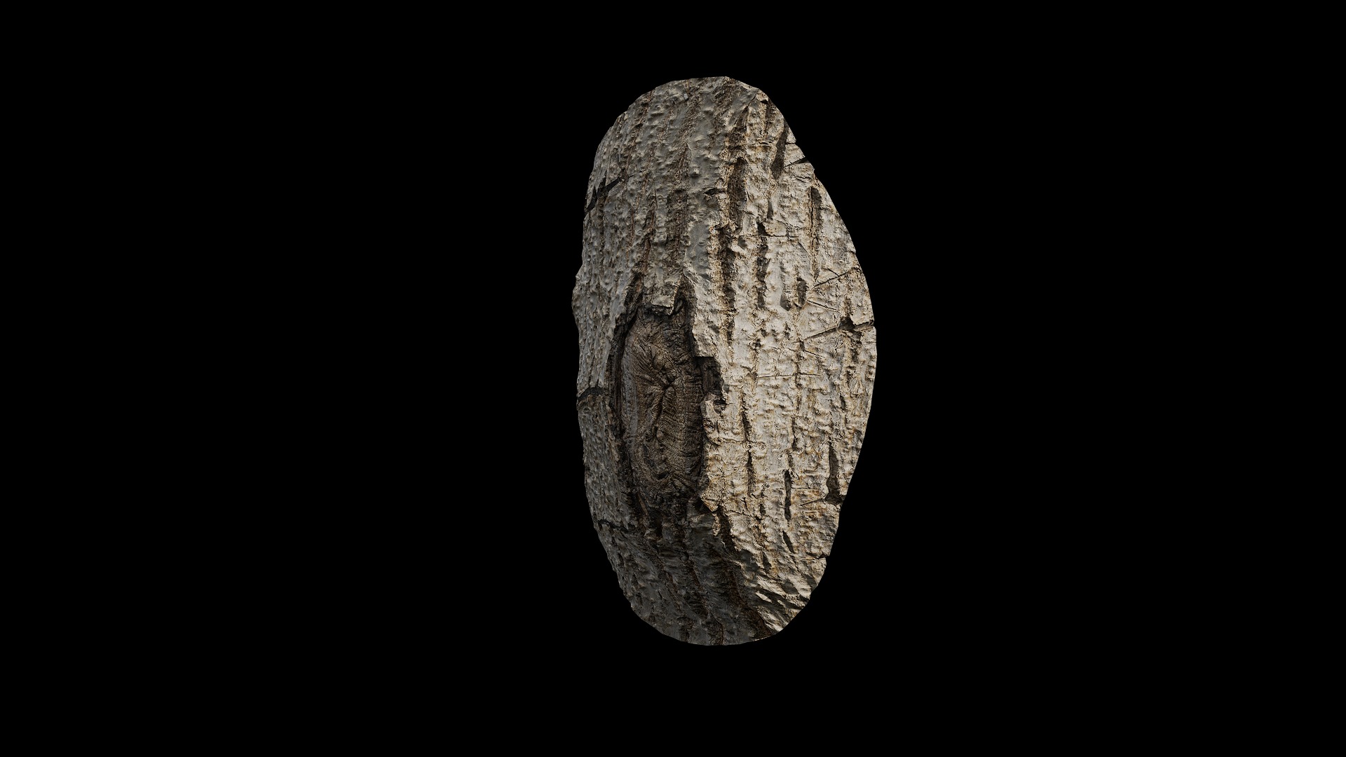 Anydrafts Populus x canadensis Burl 01 Low-poly 3D model_4